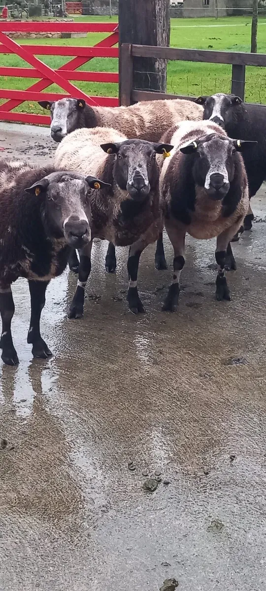 Great power Pedigree Spotted Dutch rams - Image 3