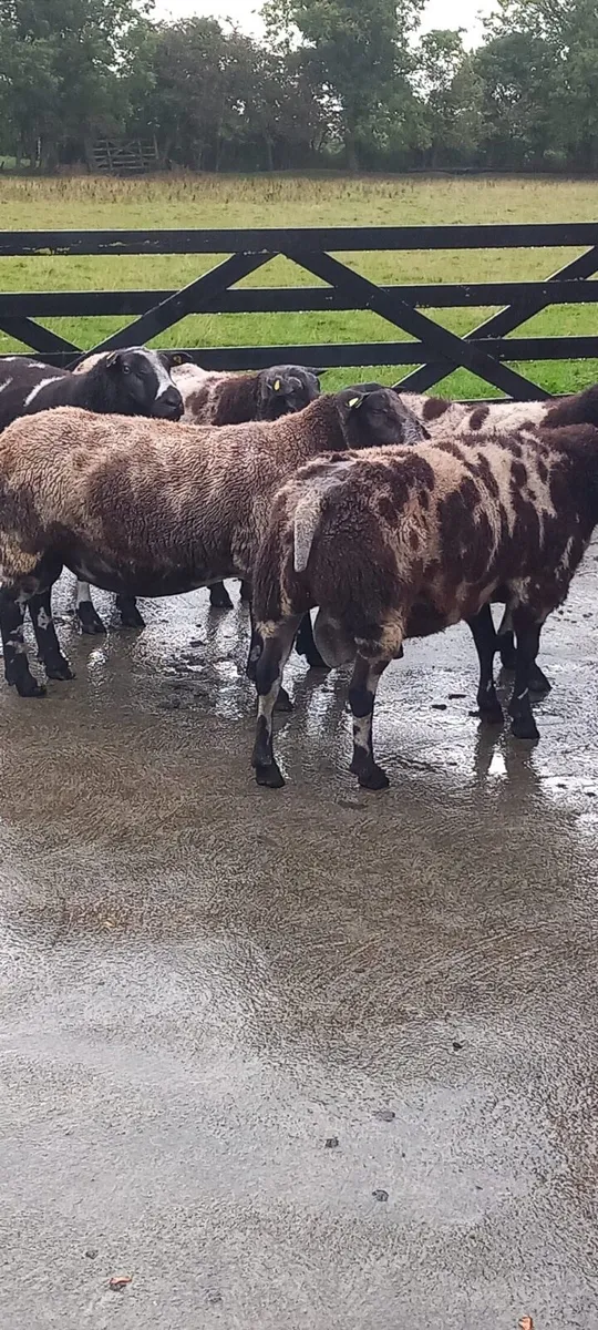 Great power Pedigree Spotted Dutch rams - Image 1