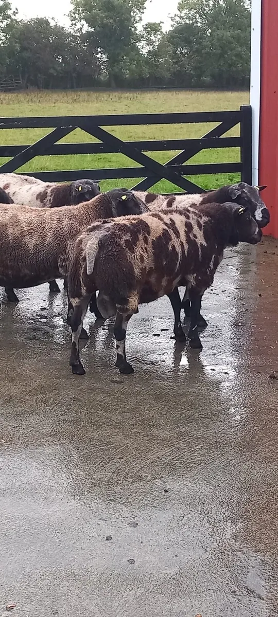 Great power Pedigree Spotted Dutch rams - Image 4