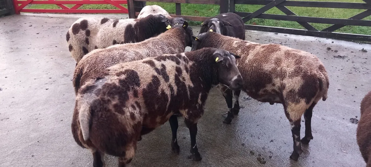 Great power Pedigree Spotted Dutch rams - Image 2