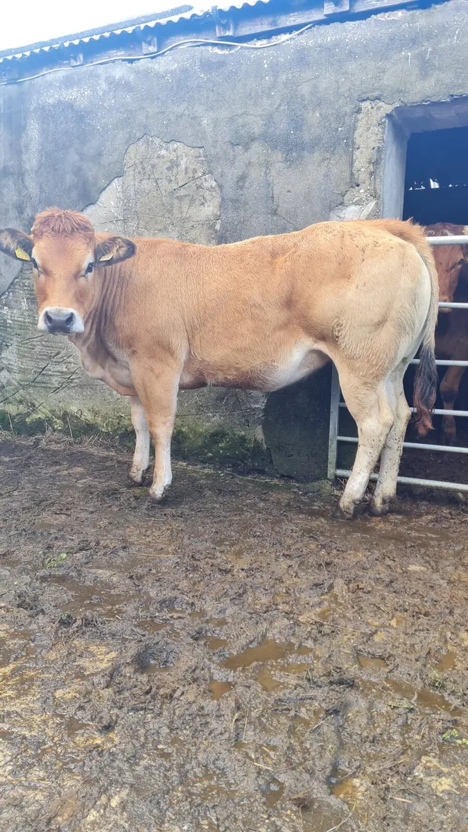 PT Heifer - Image 2
