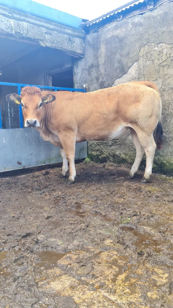 PT Heifer - Image 3