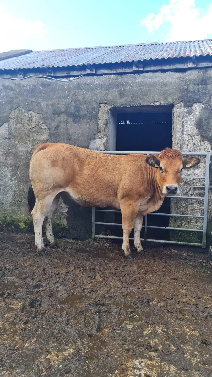 PT Heifer - Image 1