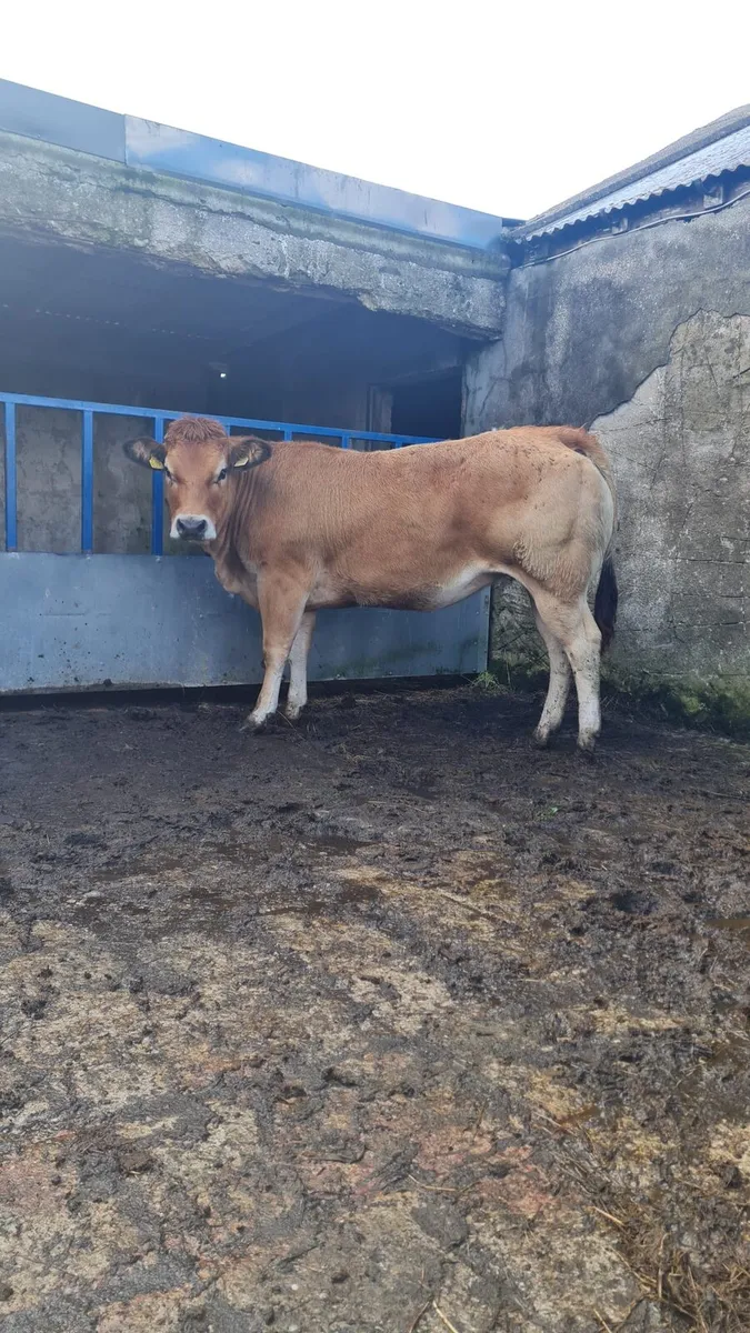 PT Heifer - Image 4