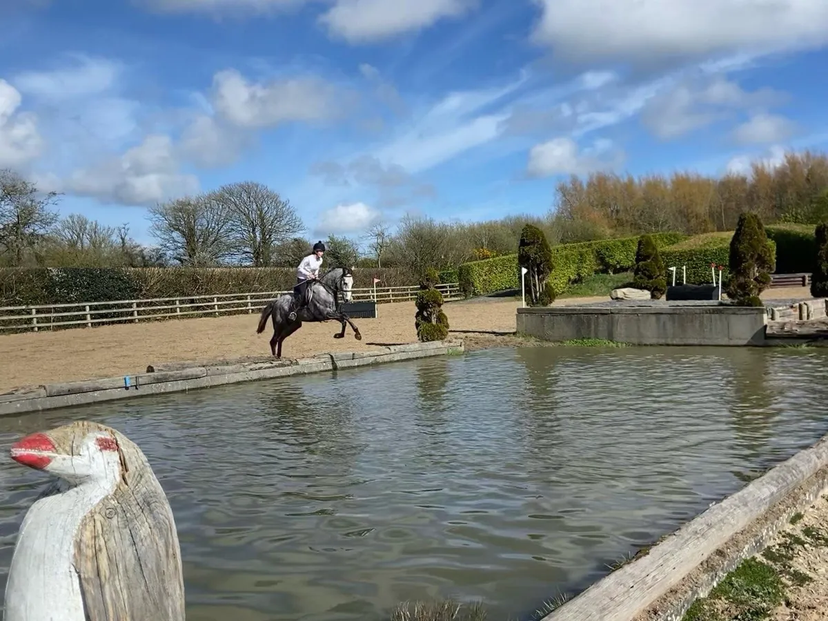 ⭐️Allrounder 7 yr old Mare ⭐️ - Image 2
