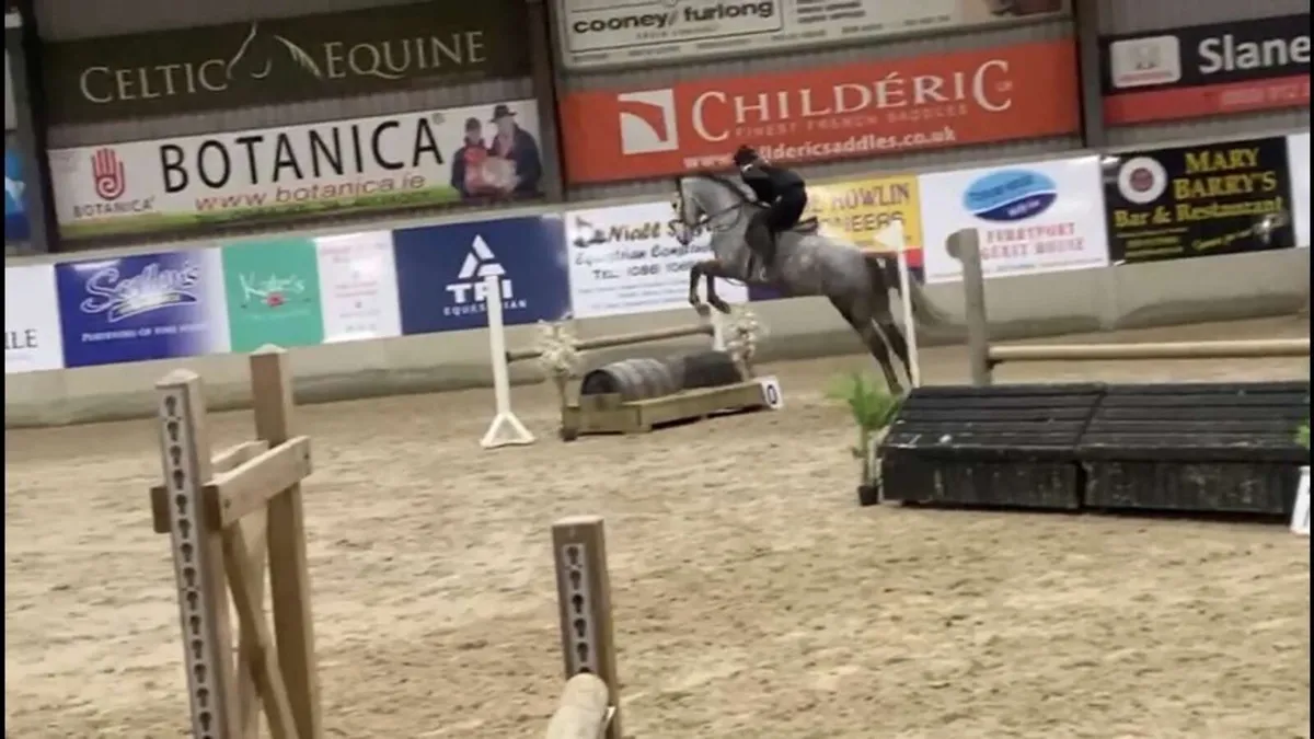 ⭐️Allrounder 7 yr old Mare ⭐️ - Image 3