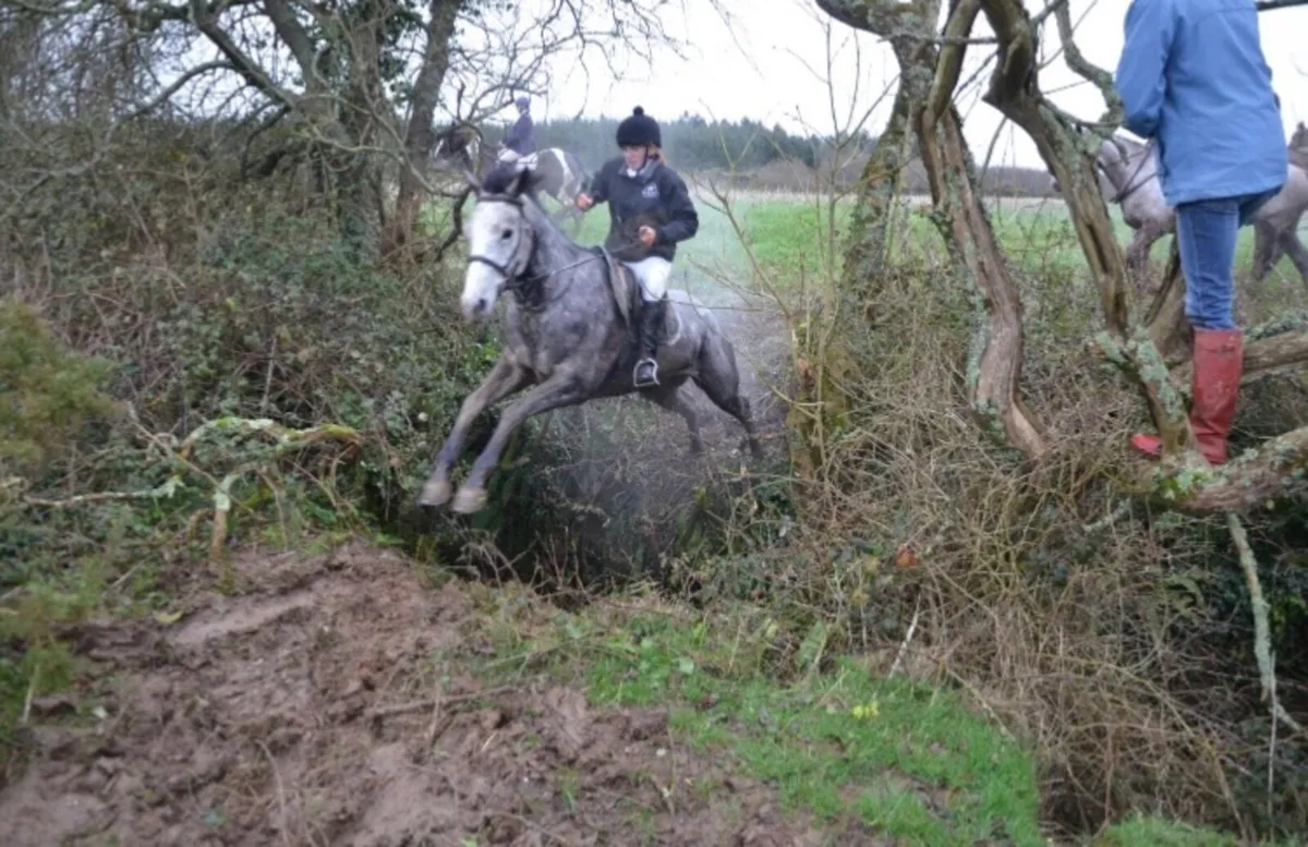 ⭐️Allrounder 7 yr old Mare ⭐️ - Image 4