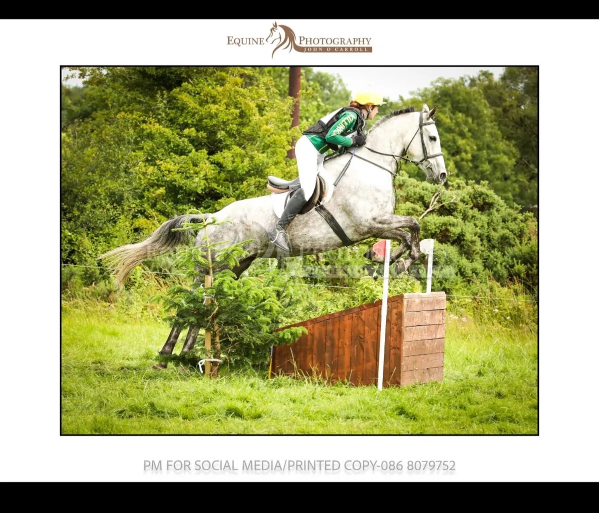 ⭐️Allrounder 7 yr old Mare ⭐️ - Image 1
