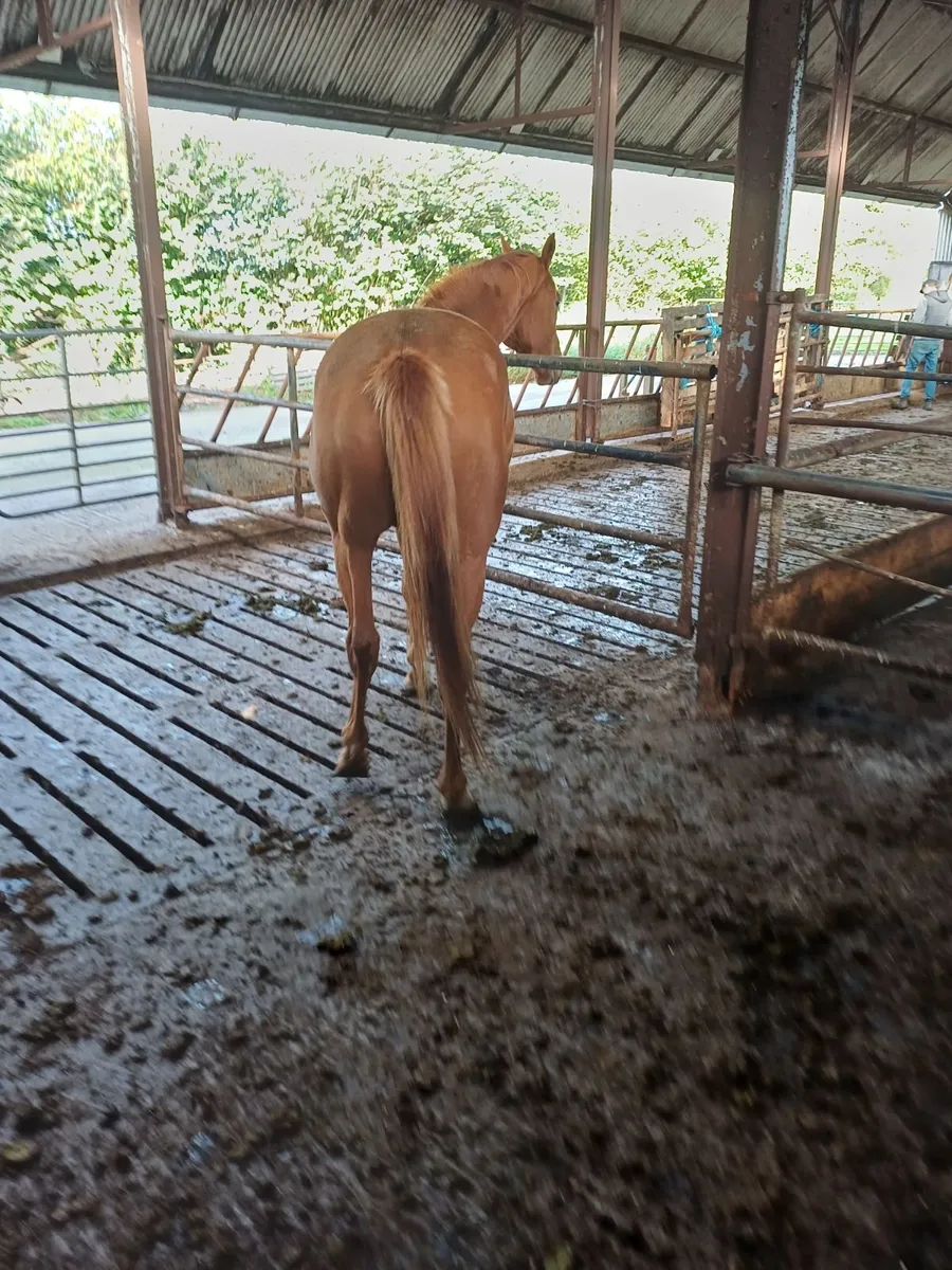 4 year old TB gelding - Image 3