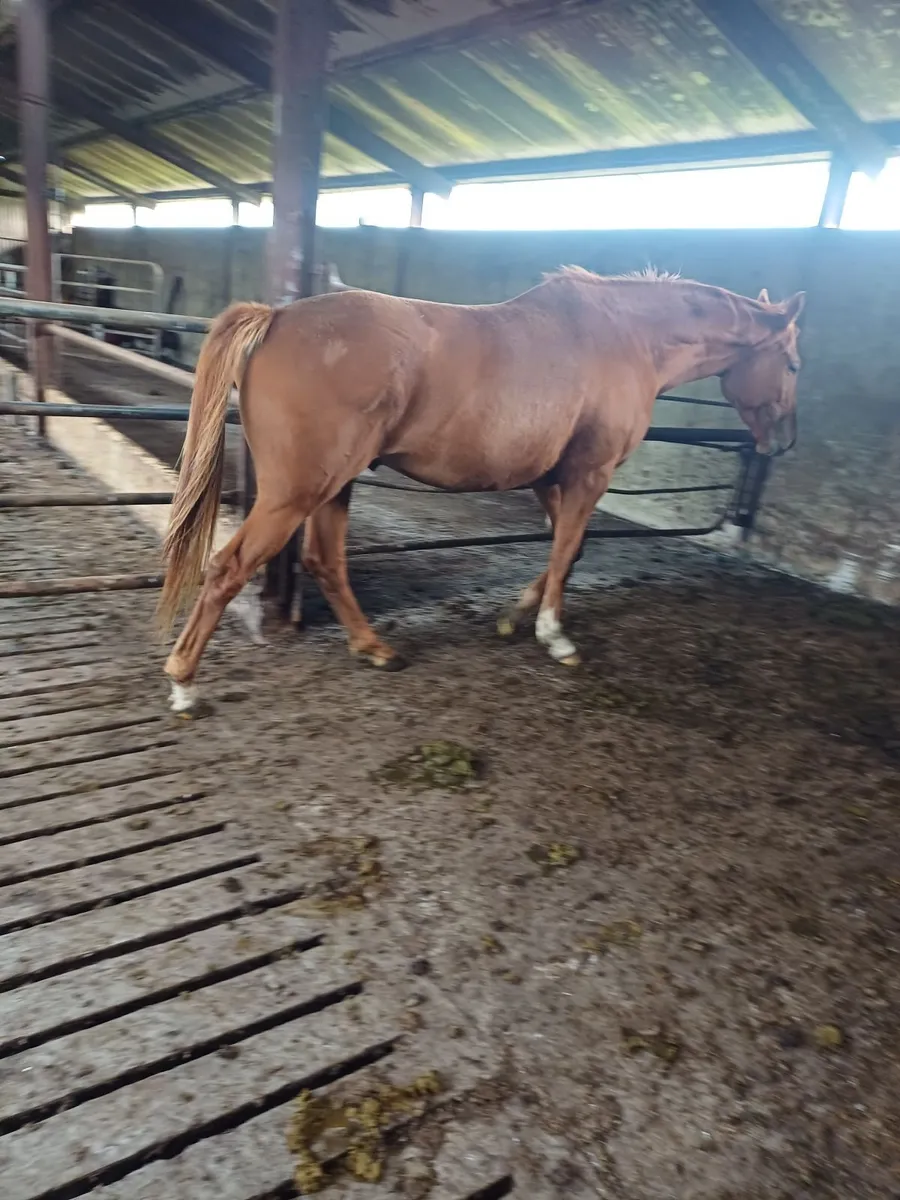 4 year old TB gelding - Image 4