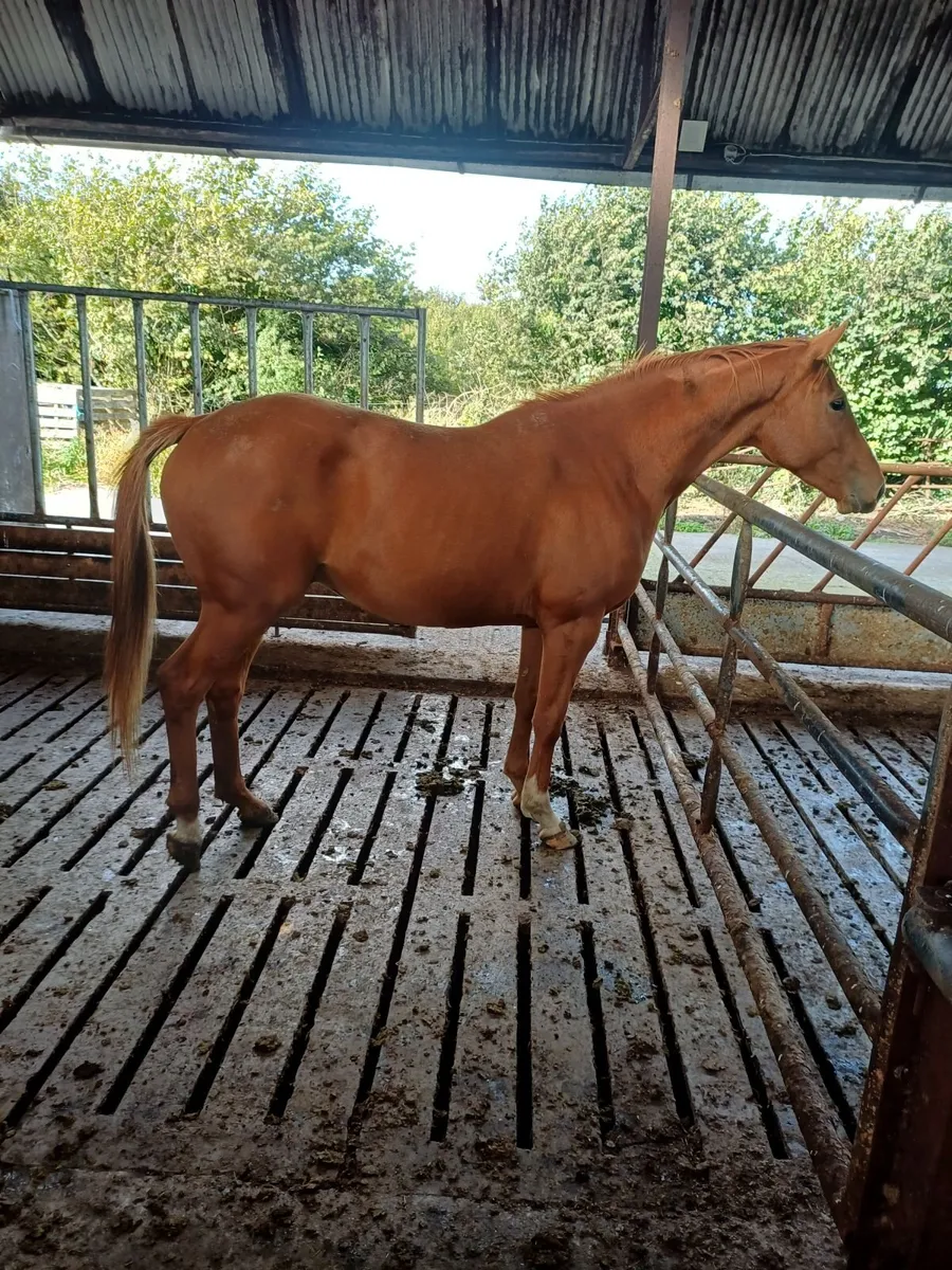 4 year old TB gelding - Image 1