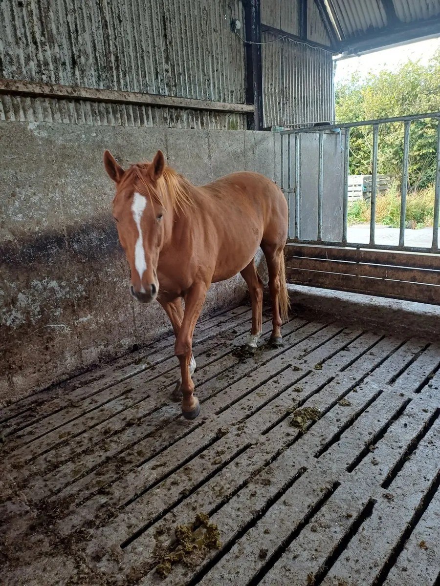 4 year old TB gelding - Image 2