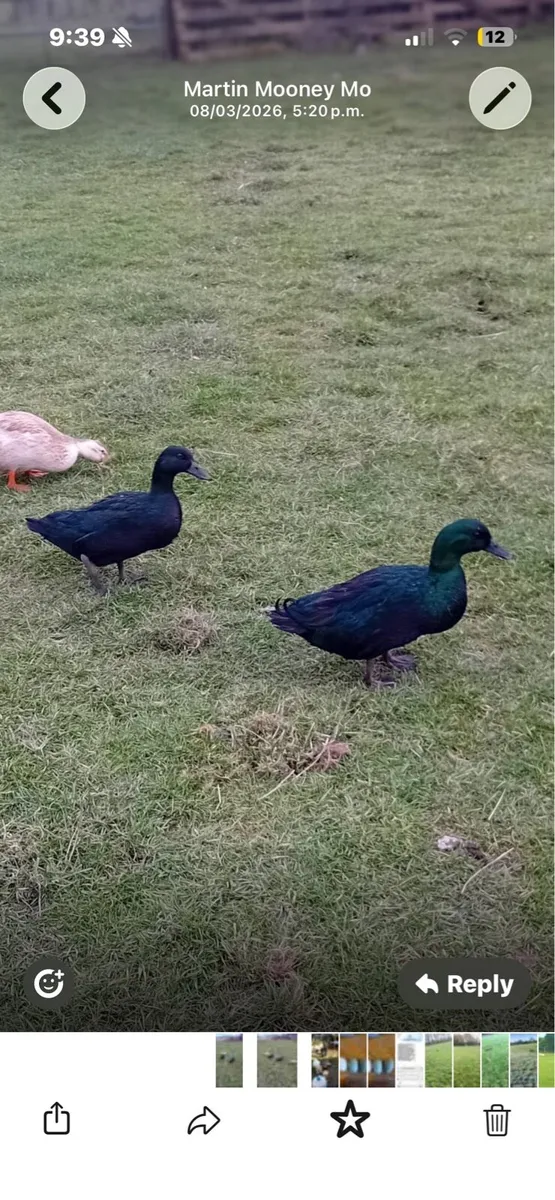 Black East Indian drake for sale