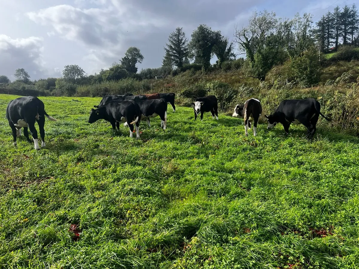 Heifers - Image 2