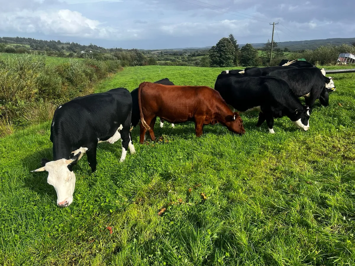 Heifers - Image 3