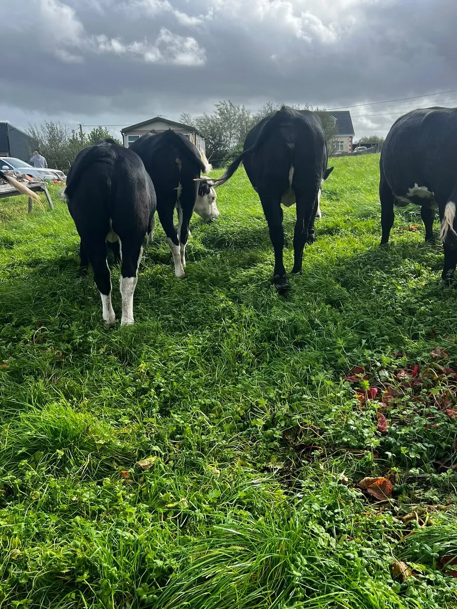 Heifers - Image 4