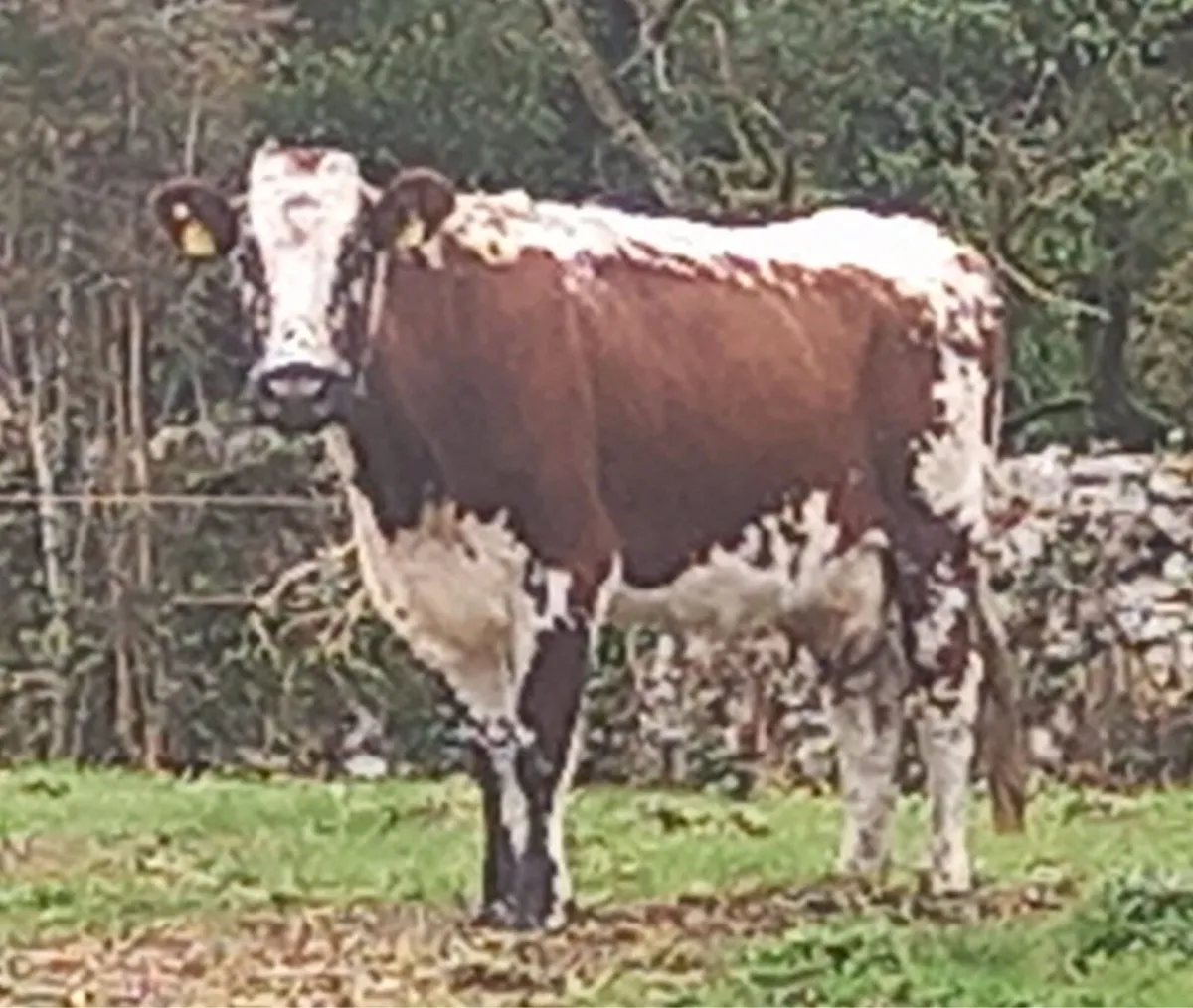 Droimeann Cattle Society - Image 3