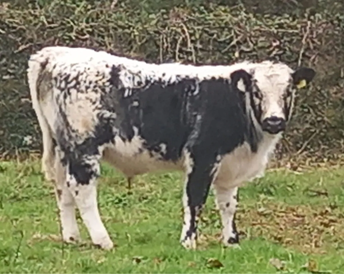 Droimeann Cattle Society - Image 4
