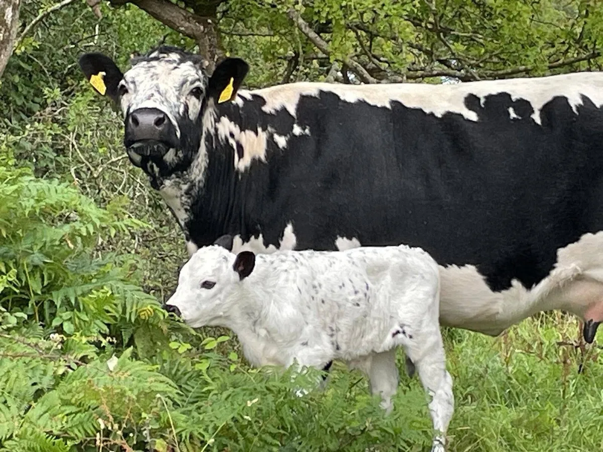 Droimeann Cattle Society - Image 2