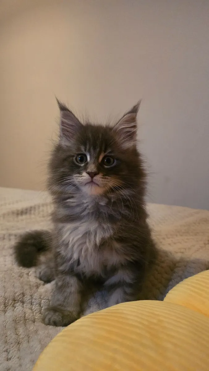 Kitten - Image 1