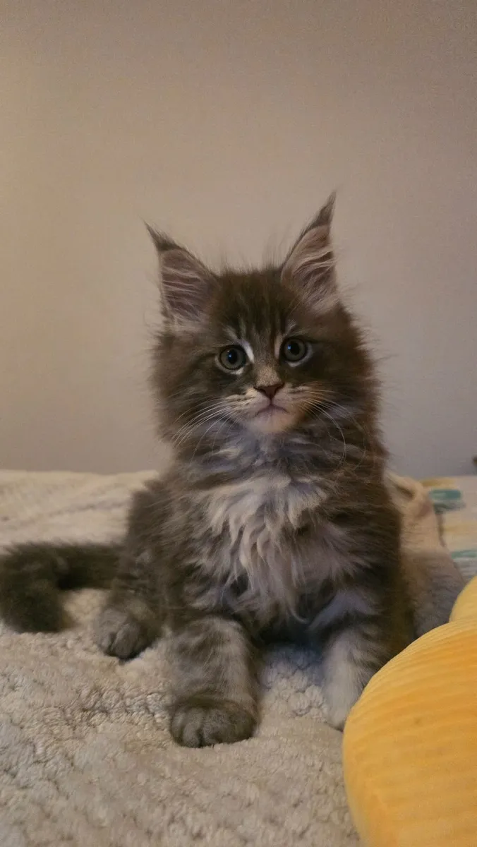 Kitten - Image 2