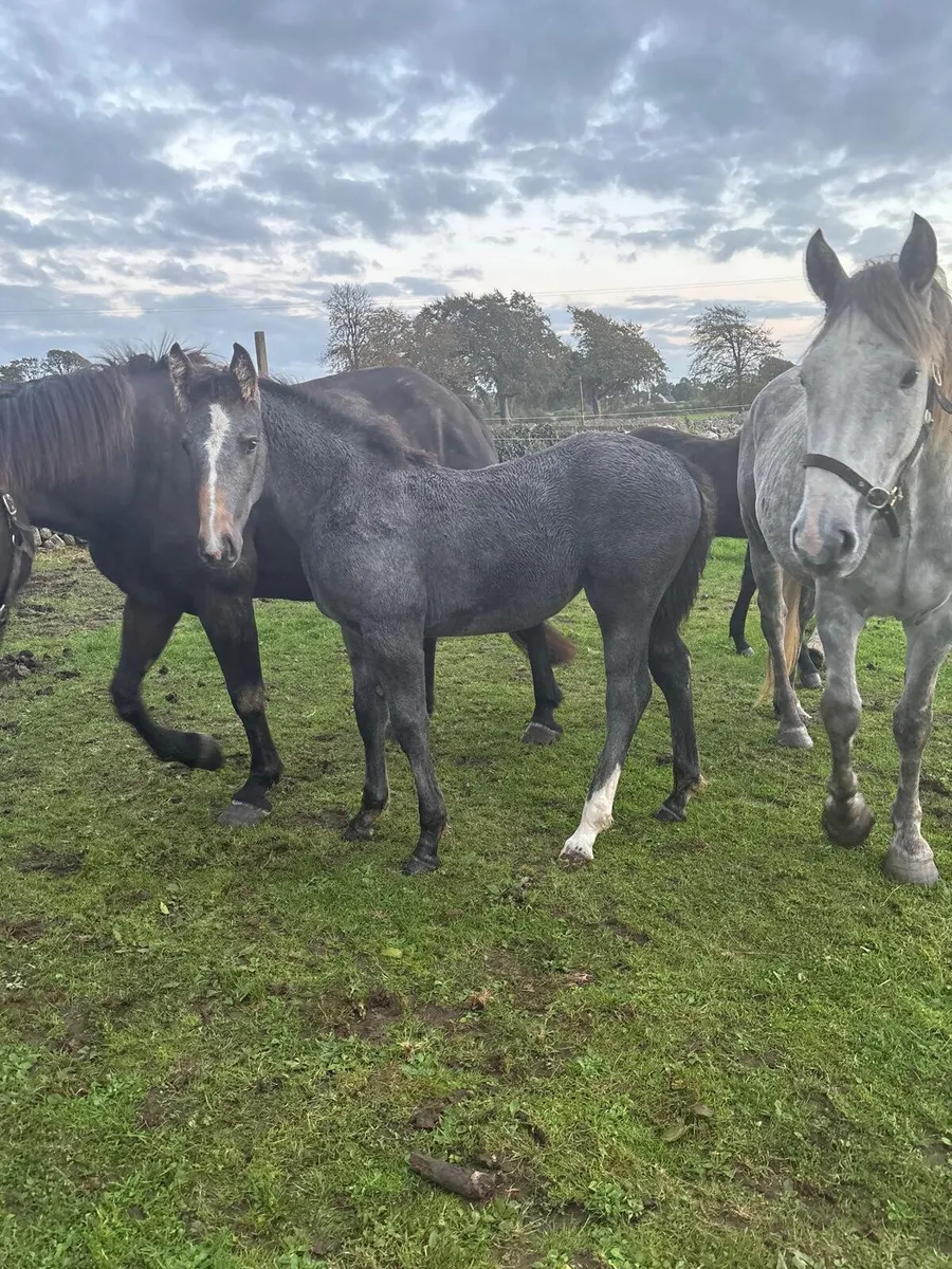 3 Irish Draught Filly Foals - Image 1