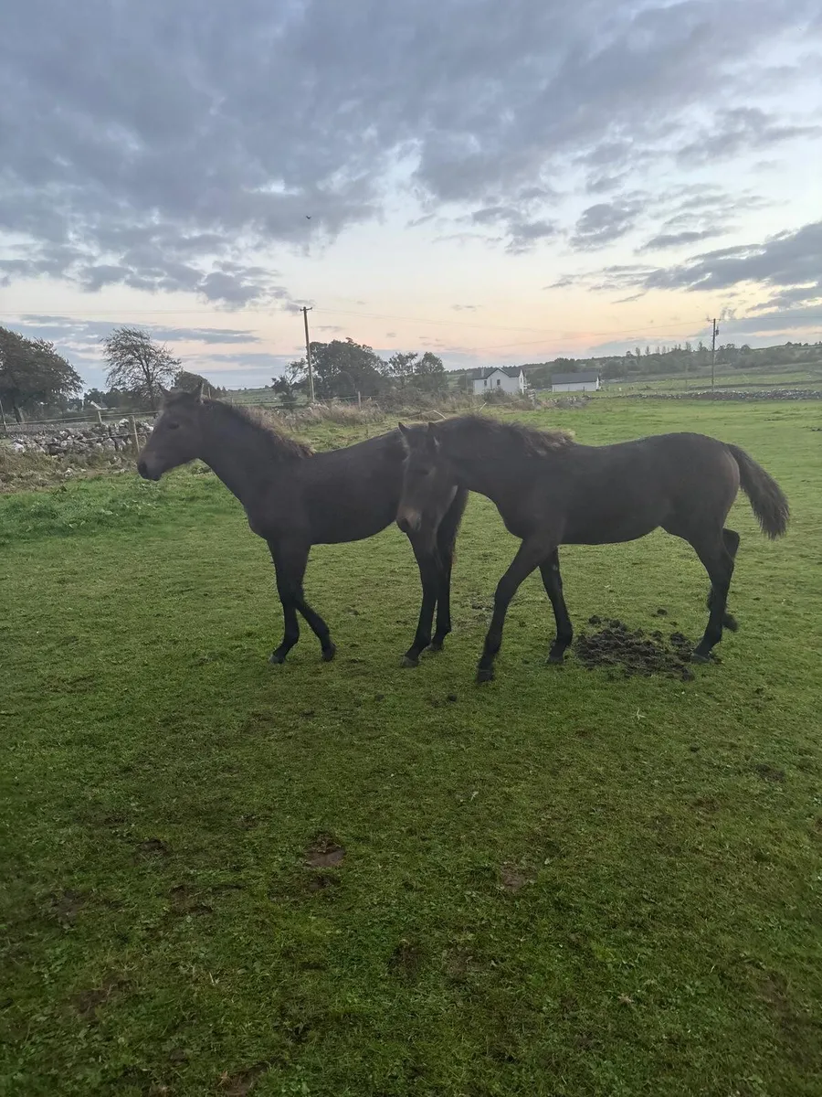 3 Irish Draught Filly Foals - Image 2