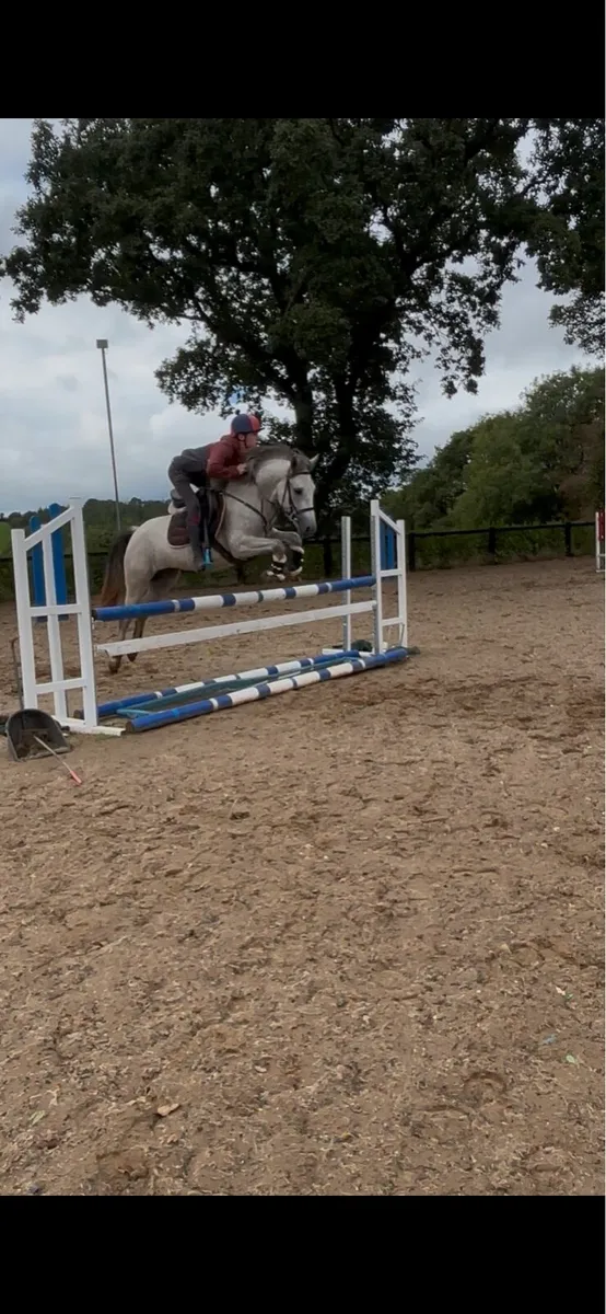 Pony - Image 2