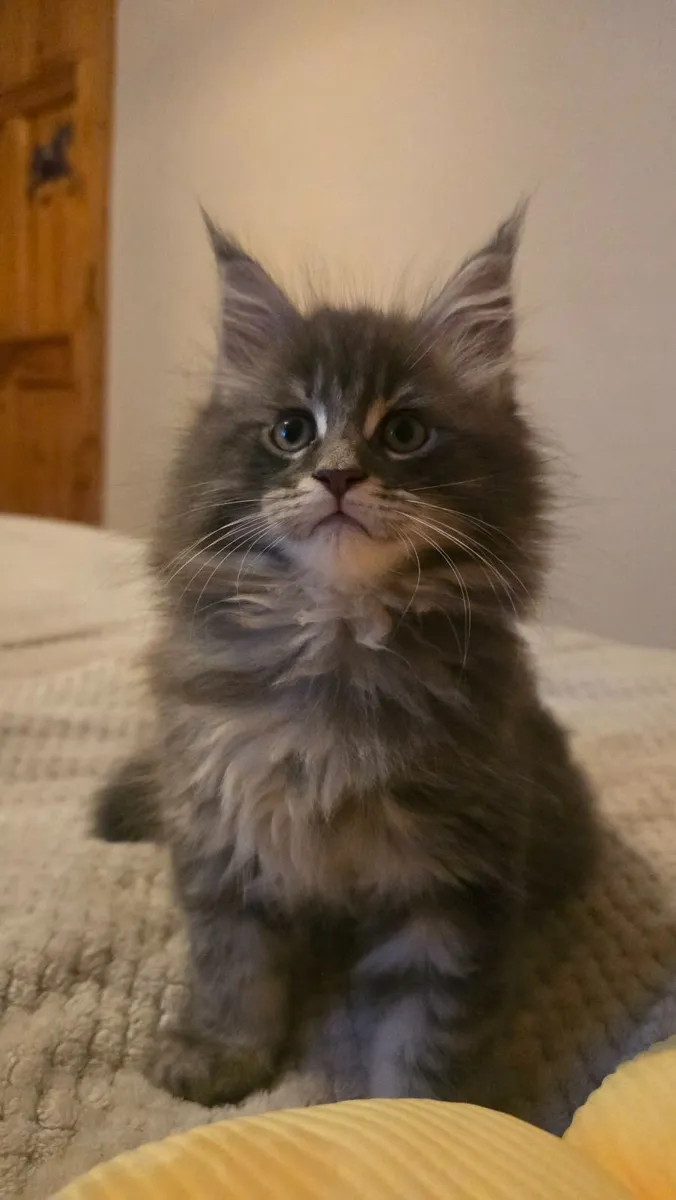 Kitten - Image 3