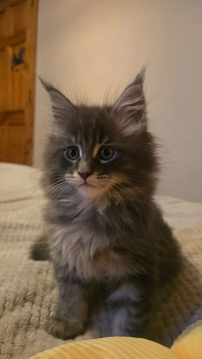 Kitten - Image 4