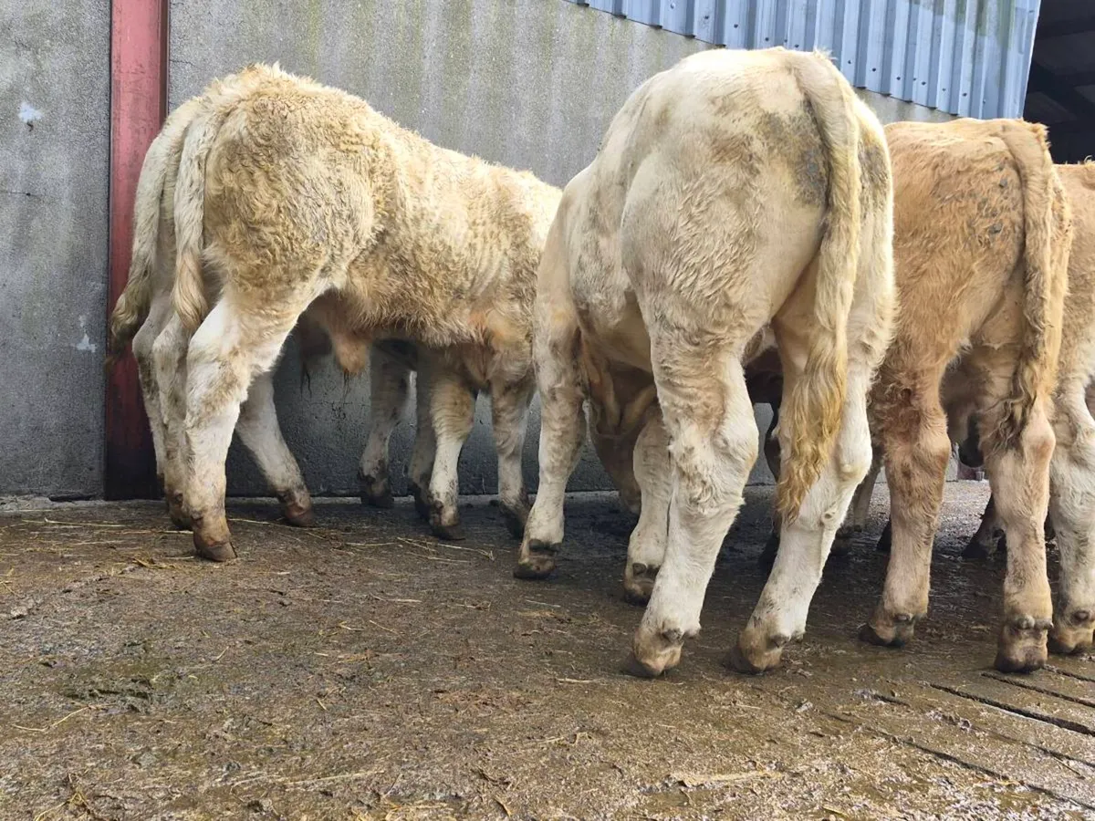 10 Super Charollais Bull Weanlings - Image 2