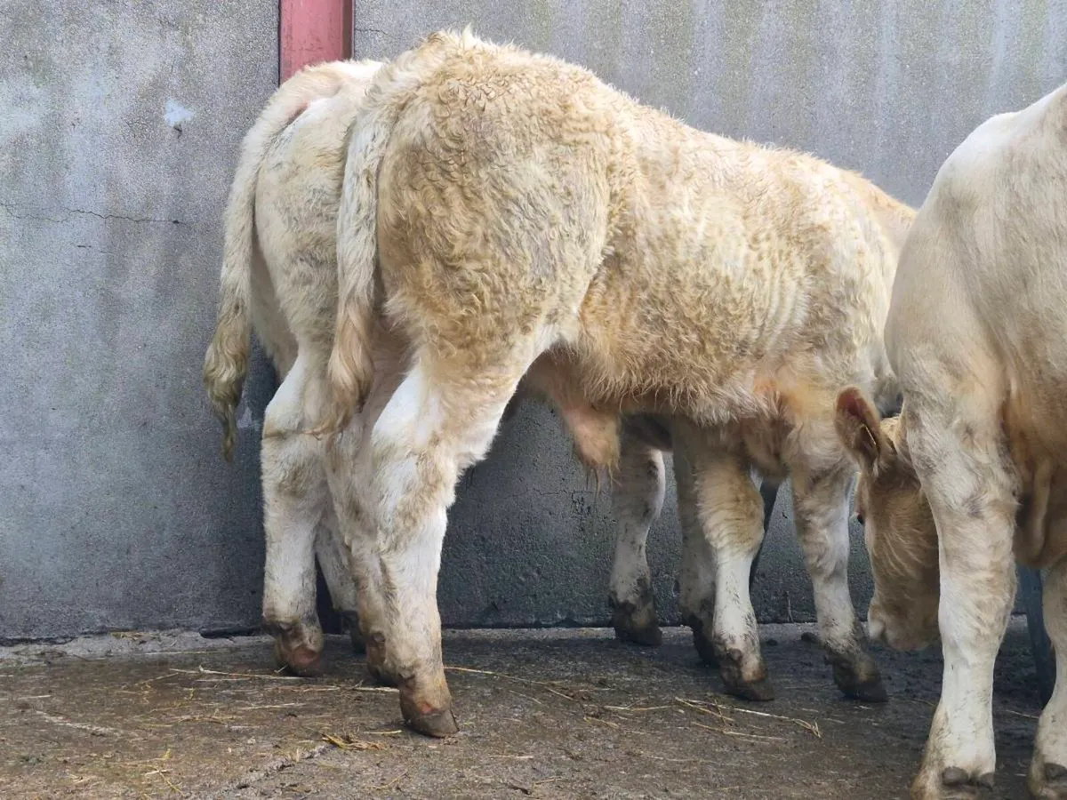 10 Super Charollais Bull Weanlings - Image 1