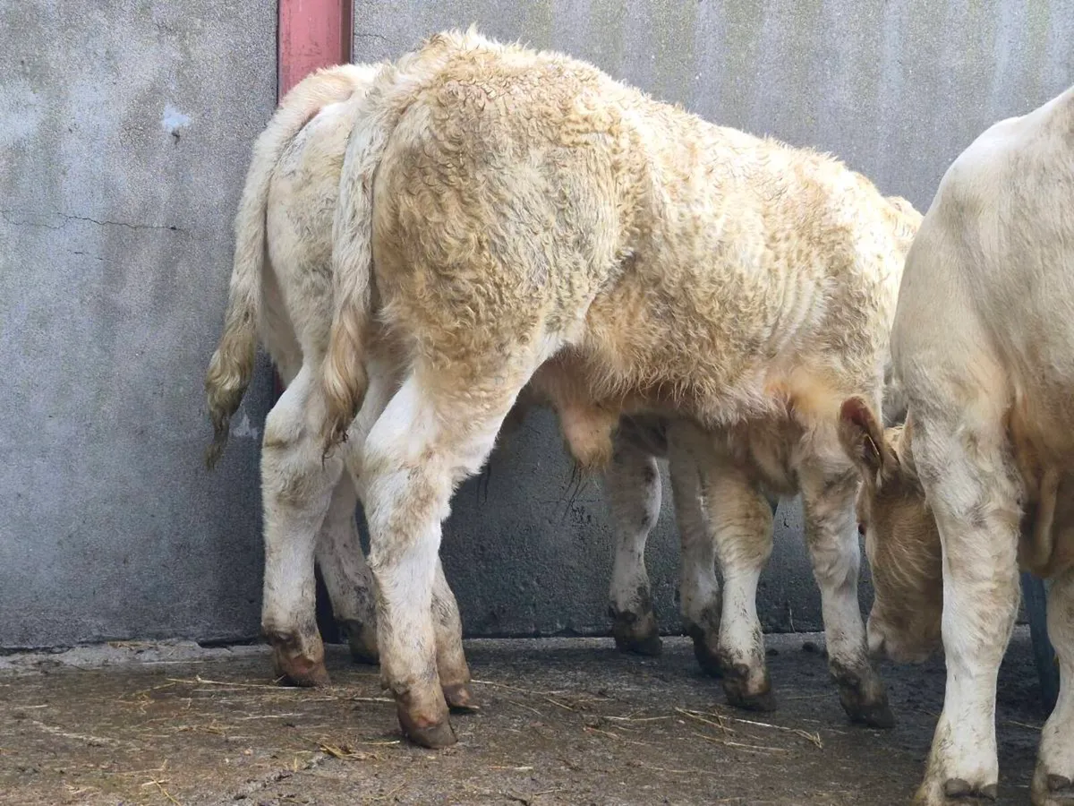 10 Super Charollais Bull Weanlings - Image 3