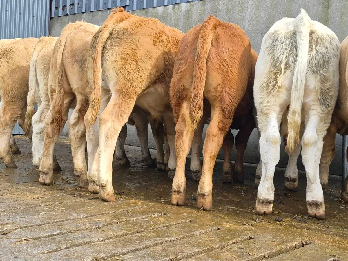 10 Super Charollais Bull Weanlings - Image 4