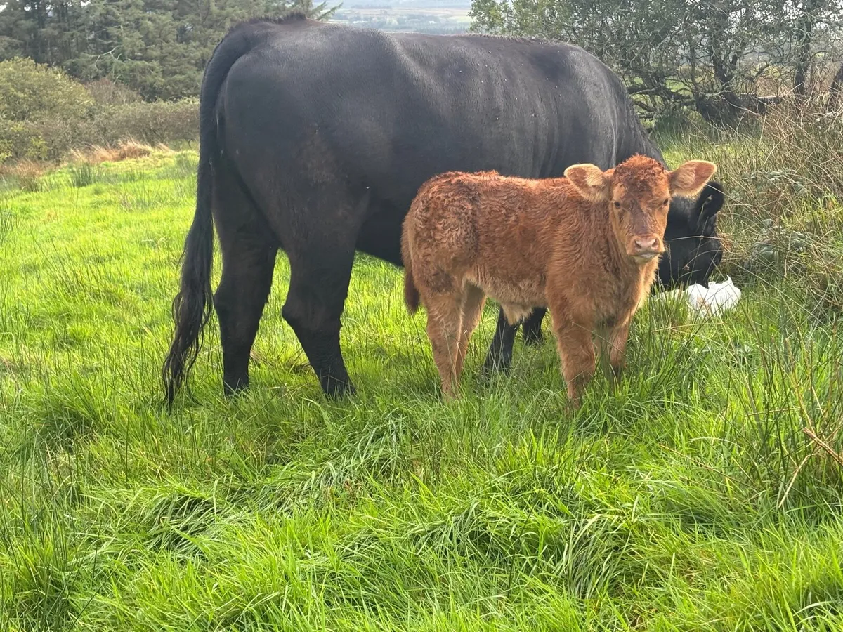 5 star limousin heifer with bull calf - Image 1