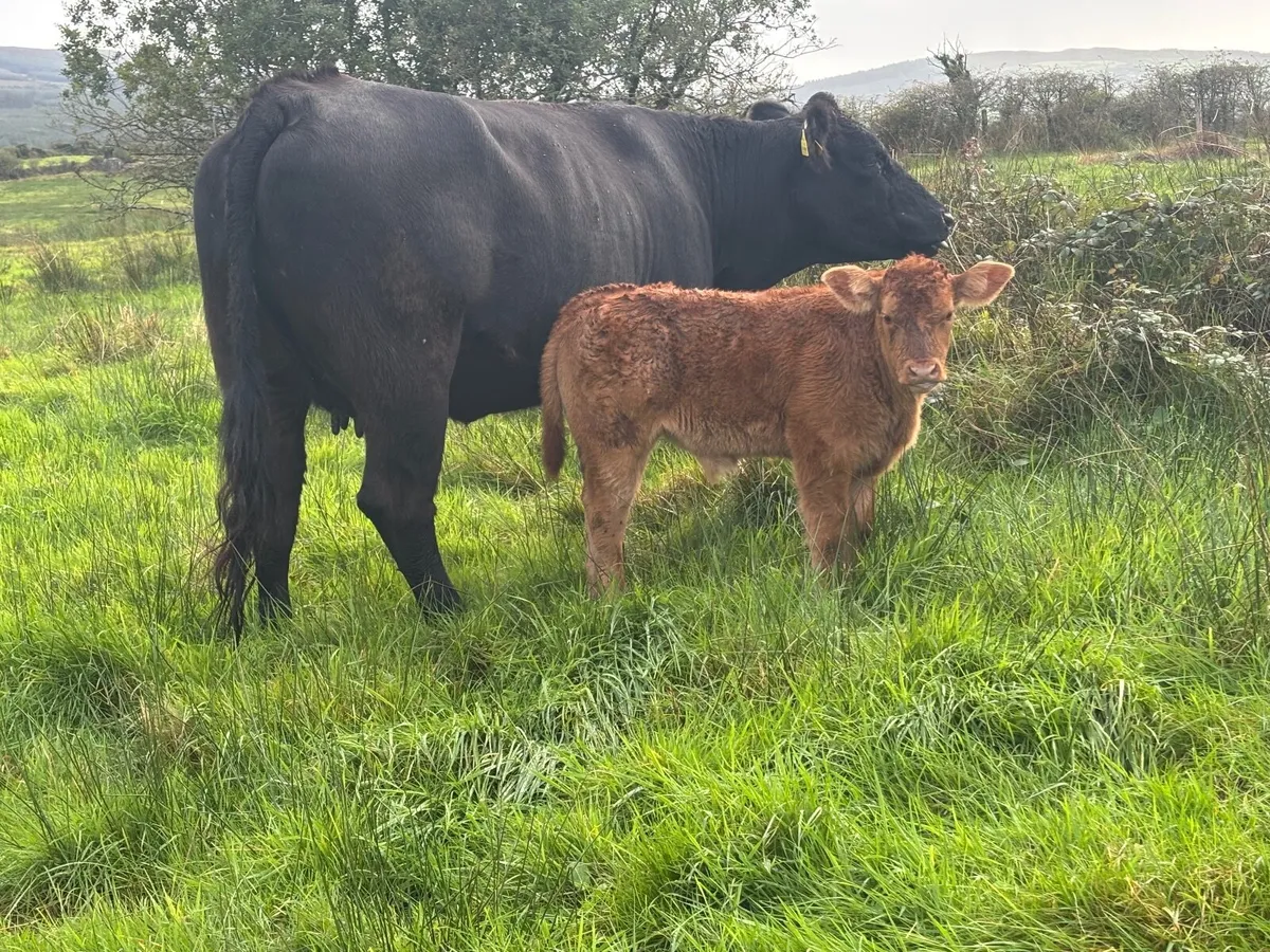 5 star limousin heifer with bull calf - Image 2
