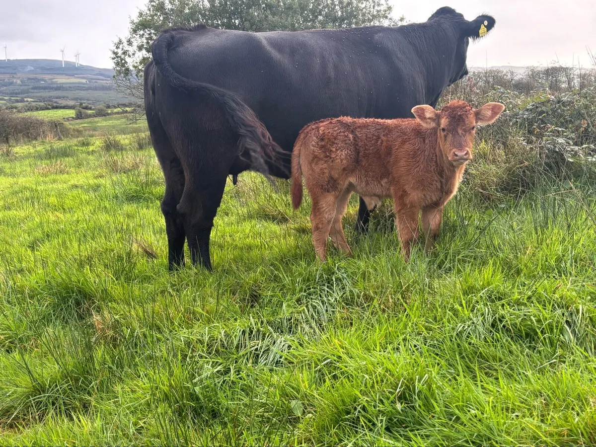 5 star limousin heifer with bull calf - Image 3