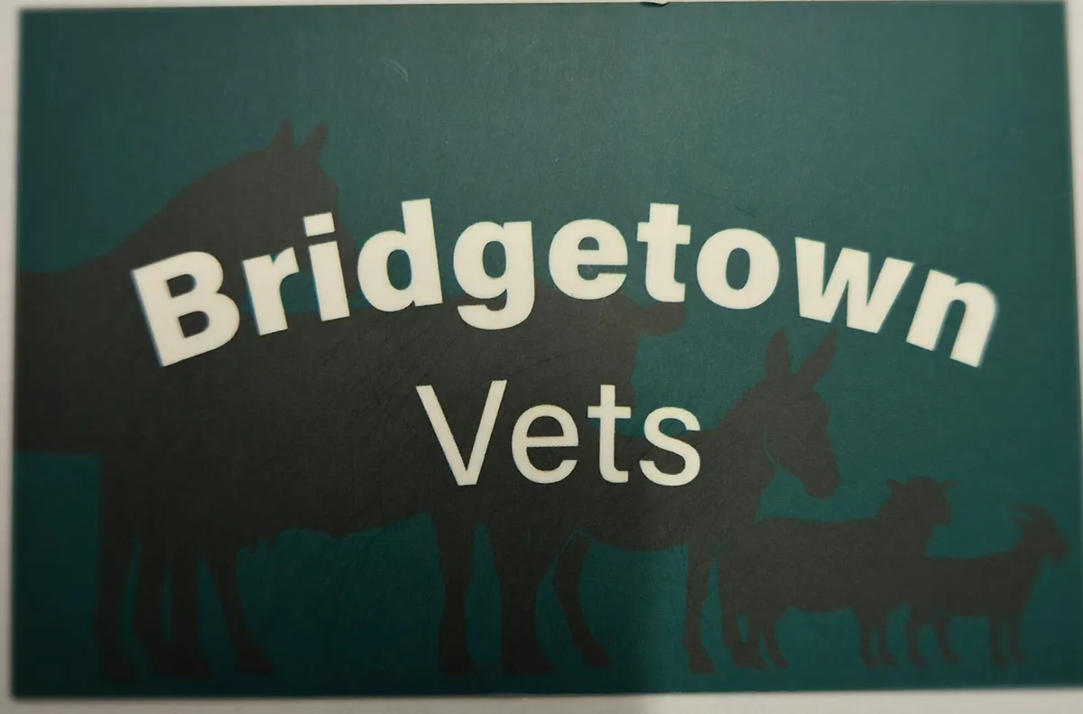 Bridgetown Vets - Image 3