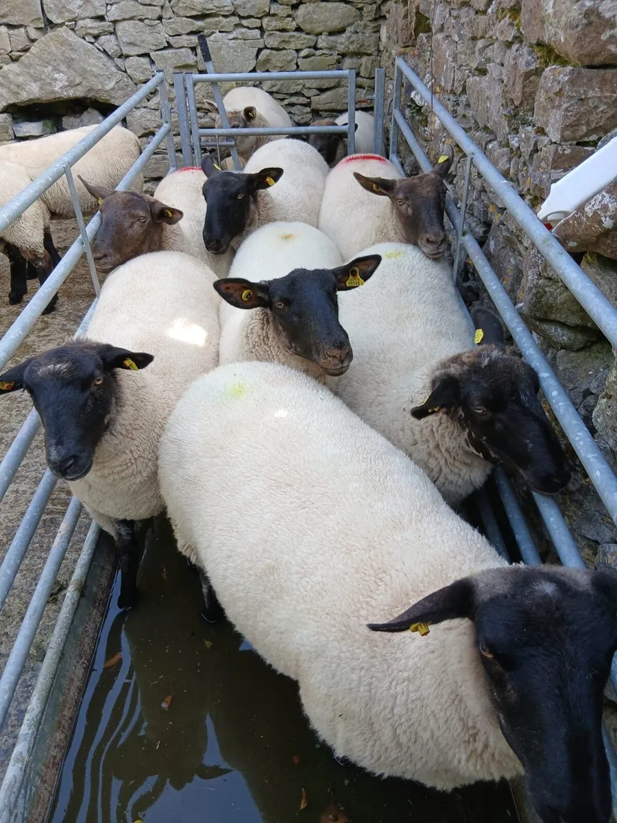 14 Suffolk Hoggets - Image 1
