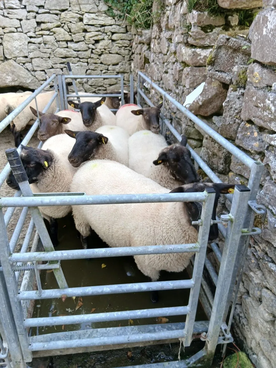 14 Suffolk Hoggets - Image 2