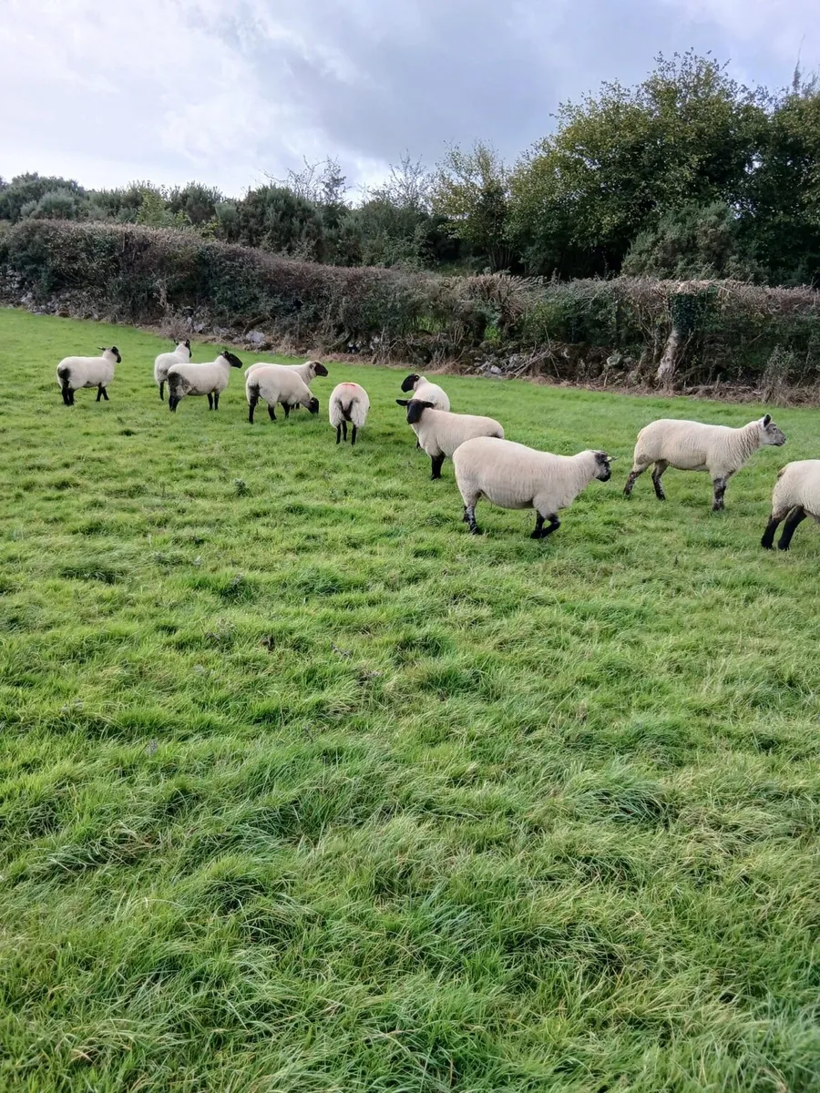 14 Suffolk Hoggets - Image 3