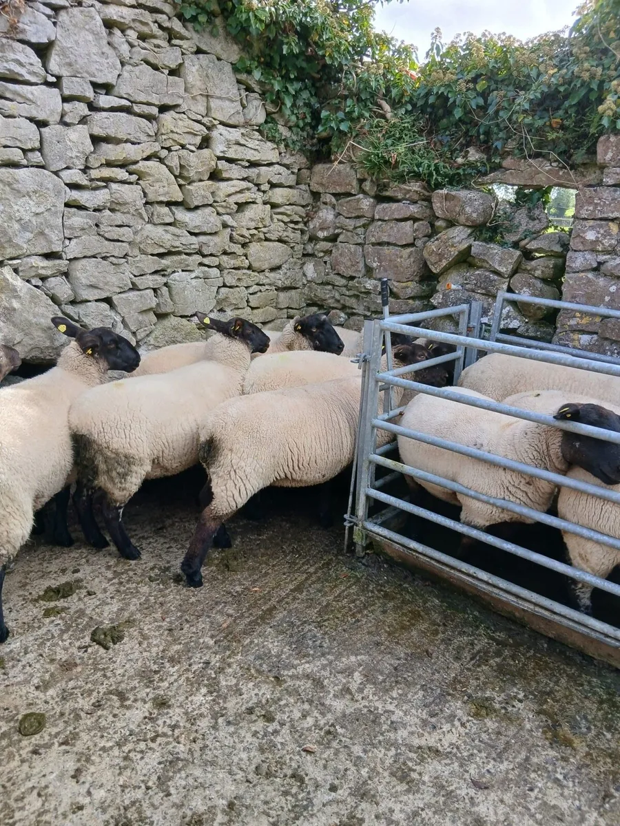 14 Suffolk Hoggets - Image 4