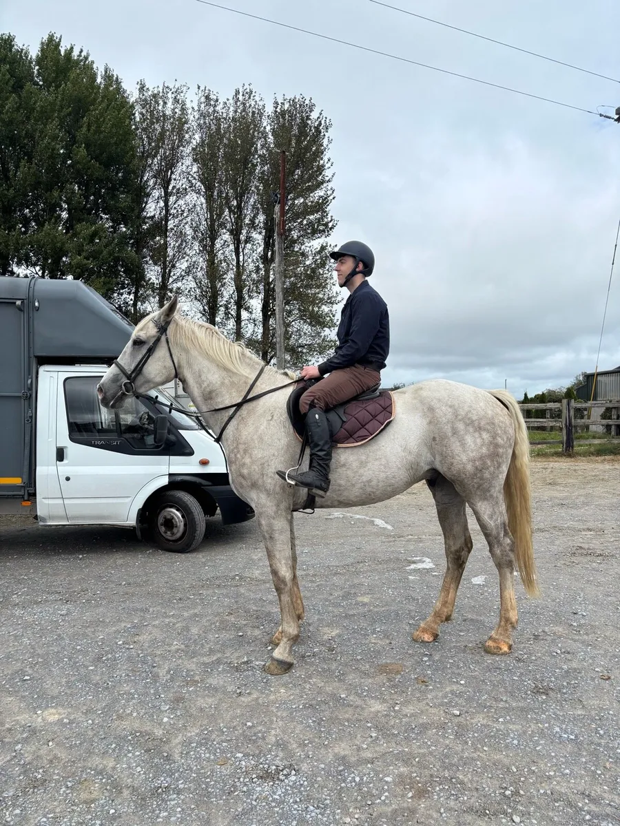 Proper Irish Hunter - Image 3
