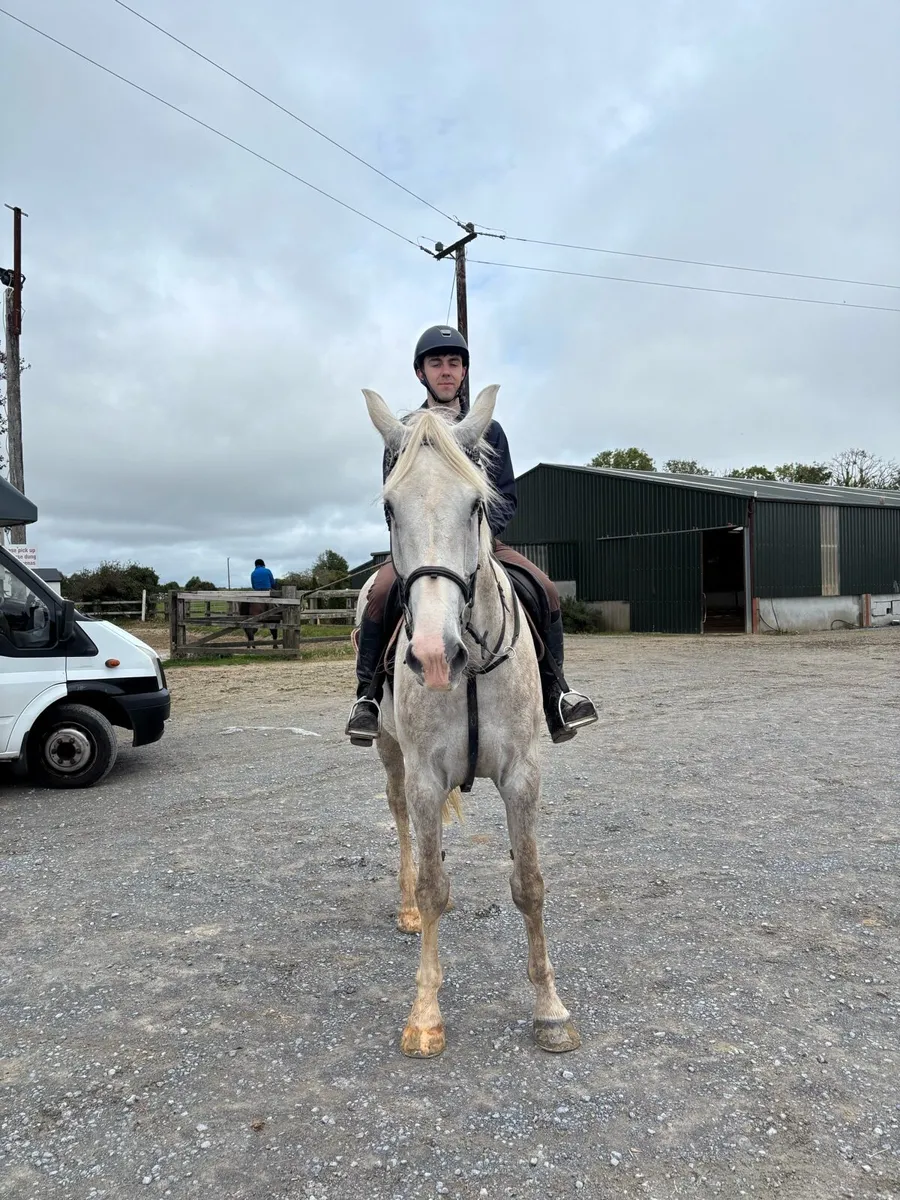 Proper Irish Hunter - Image 4