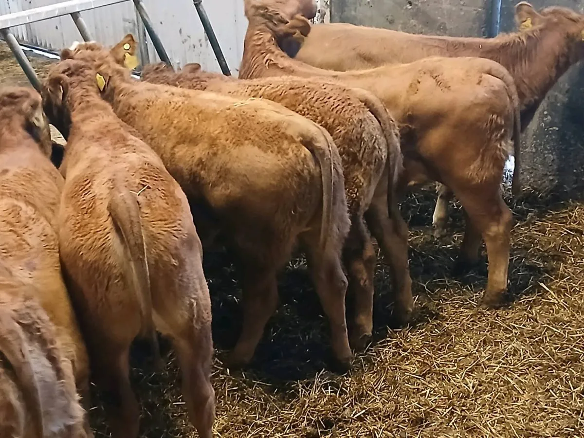 8 Smashing LMX  Heifer's for sale - Image 2