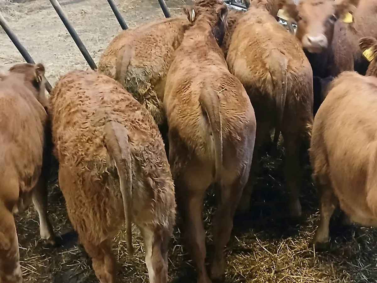 8 Smashing LMX  Heifer's for sale - Image 3