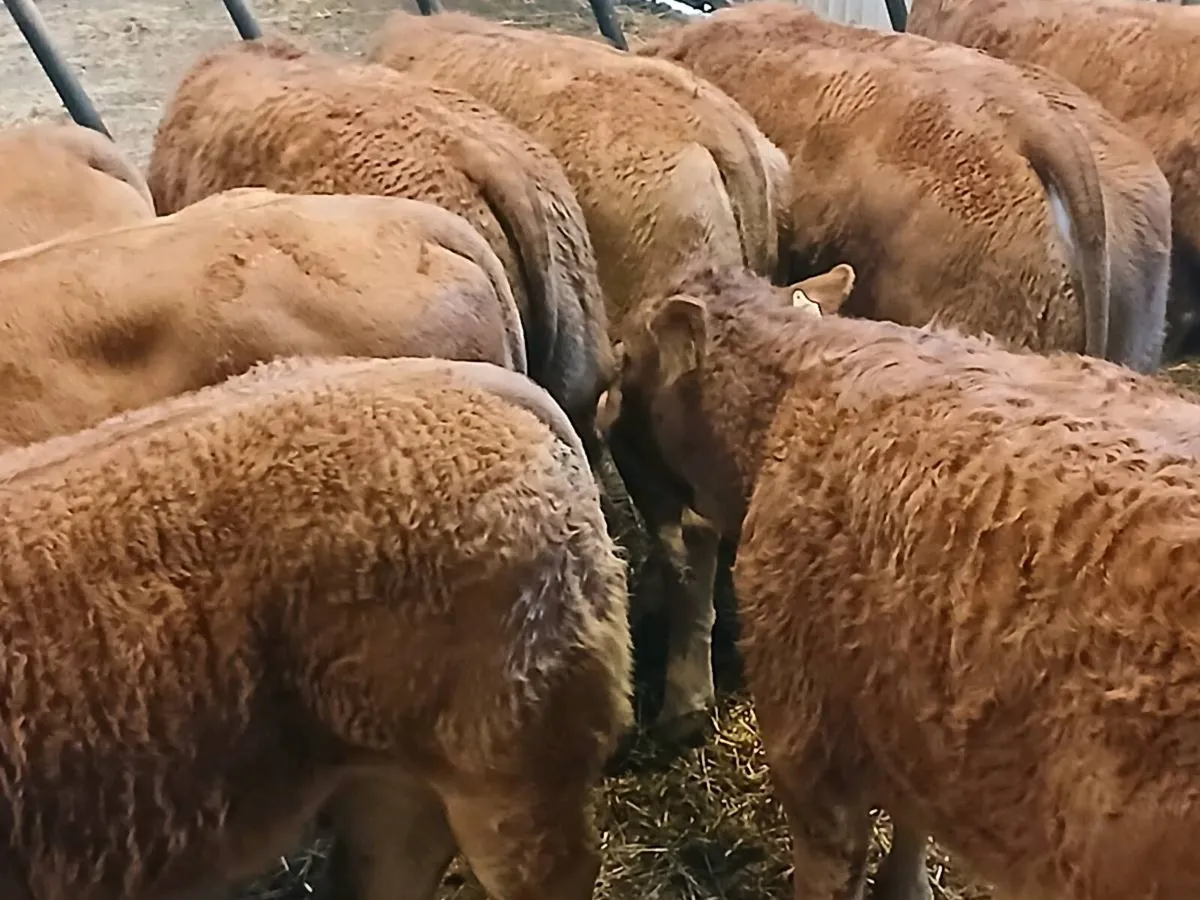 8 Smashing LMX  Heifer's for sale - Image 4
