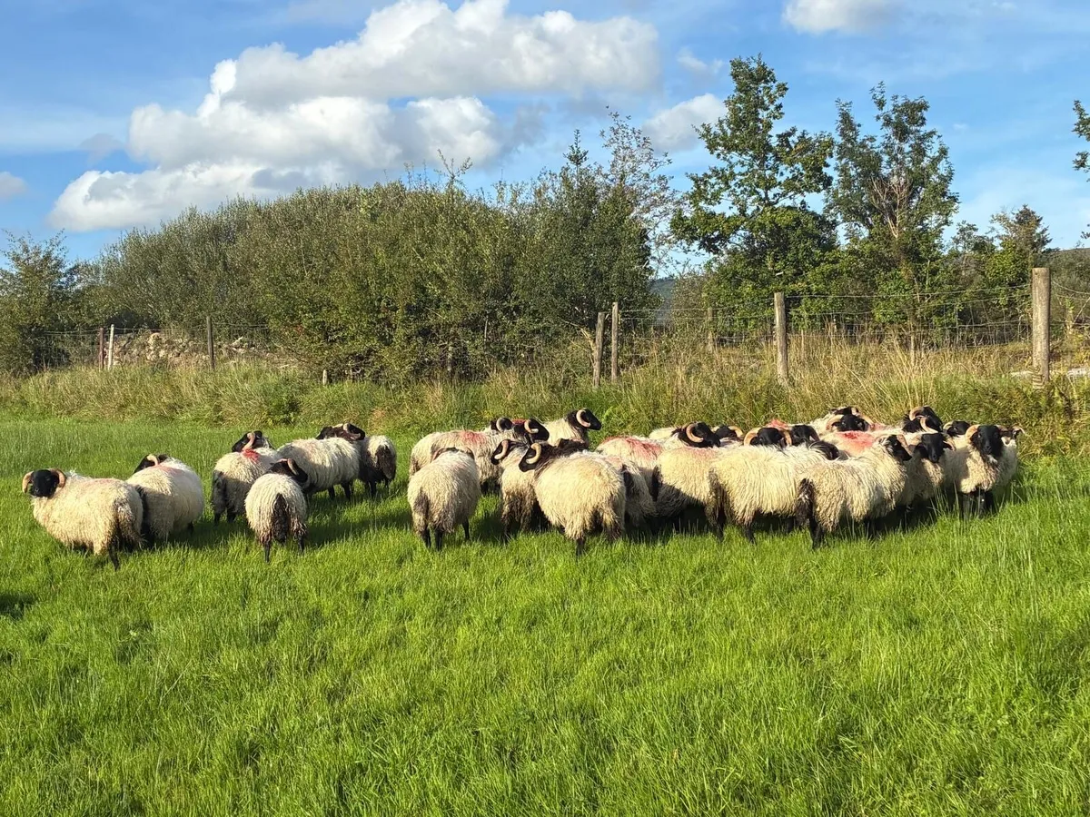 Organic ram lambs - Image 1