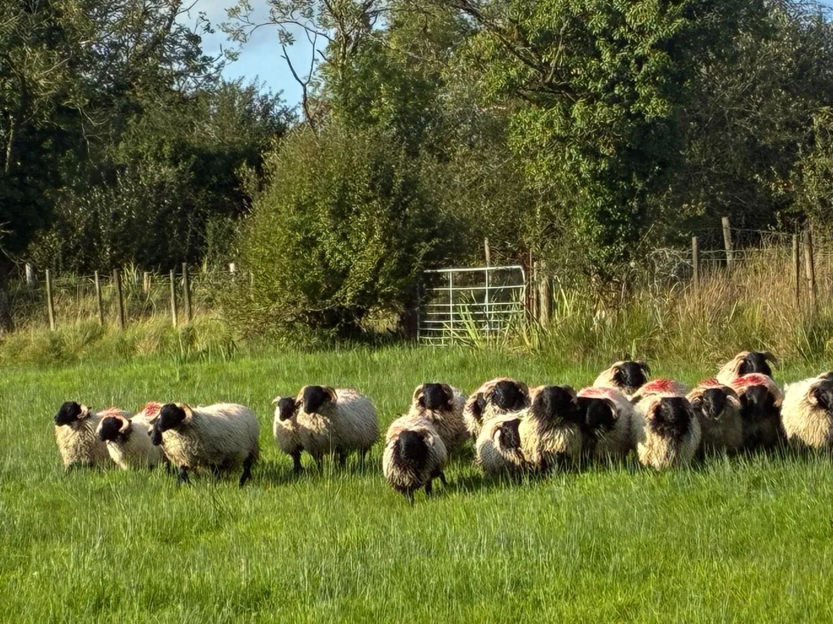 Organic ram lambs - Image 2