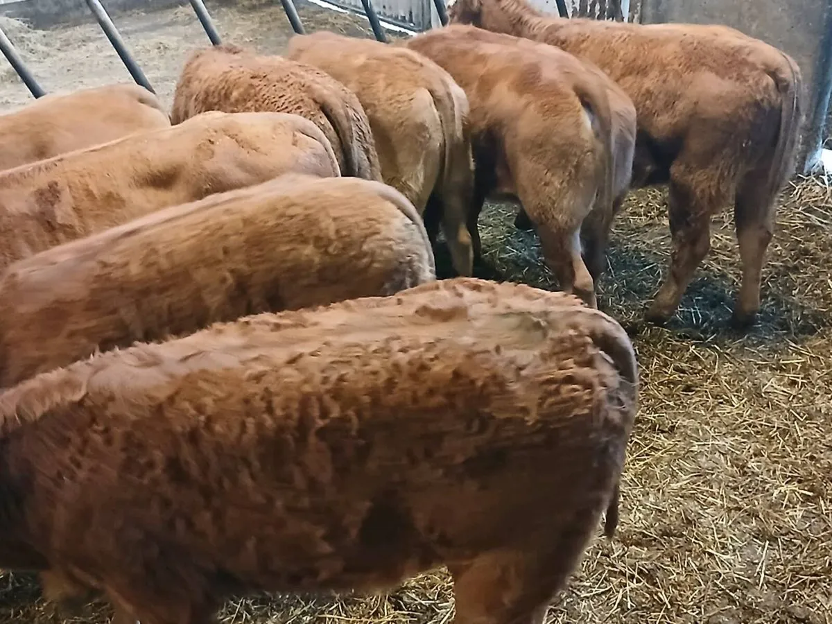 8 Smashing LMX  Heifer's for sale - Image 1